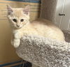 adoptable Cat in Incline Village, NV named Curry