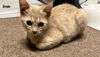 adoptable Cat in incline village, NV named Ernie