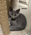 adoptable Cat in Incline Village, NV named Clarence