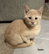 adoptable Cat in  named Custer