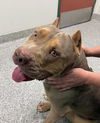 adoptable Dog in Incline Village, NV named Blue