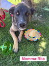 adoptable Dog in  named Mama Rita