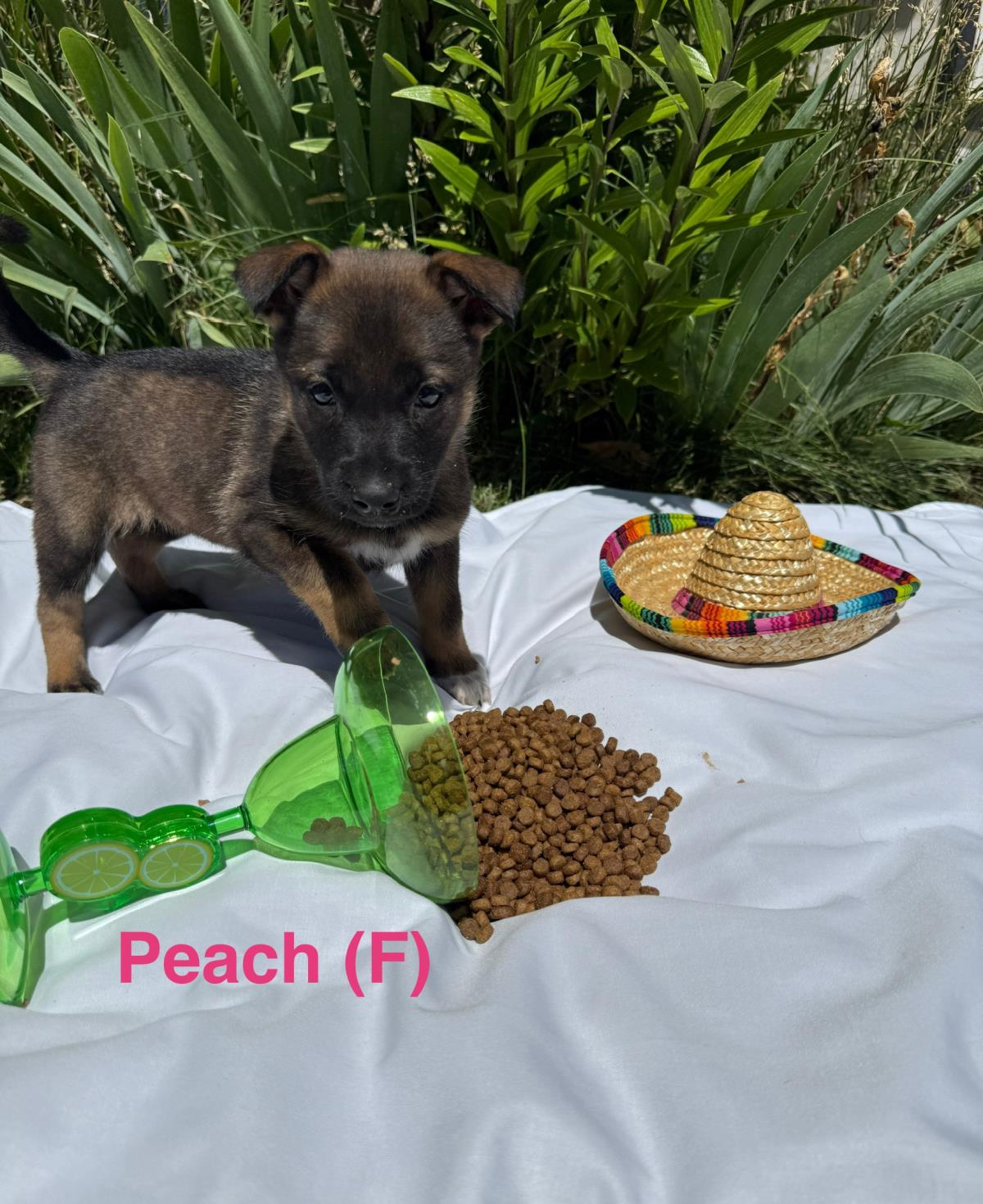 adoptable Dog in Incline Village, NV named Peach