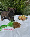 adoptable Dog in  named Peach