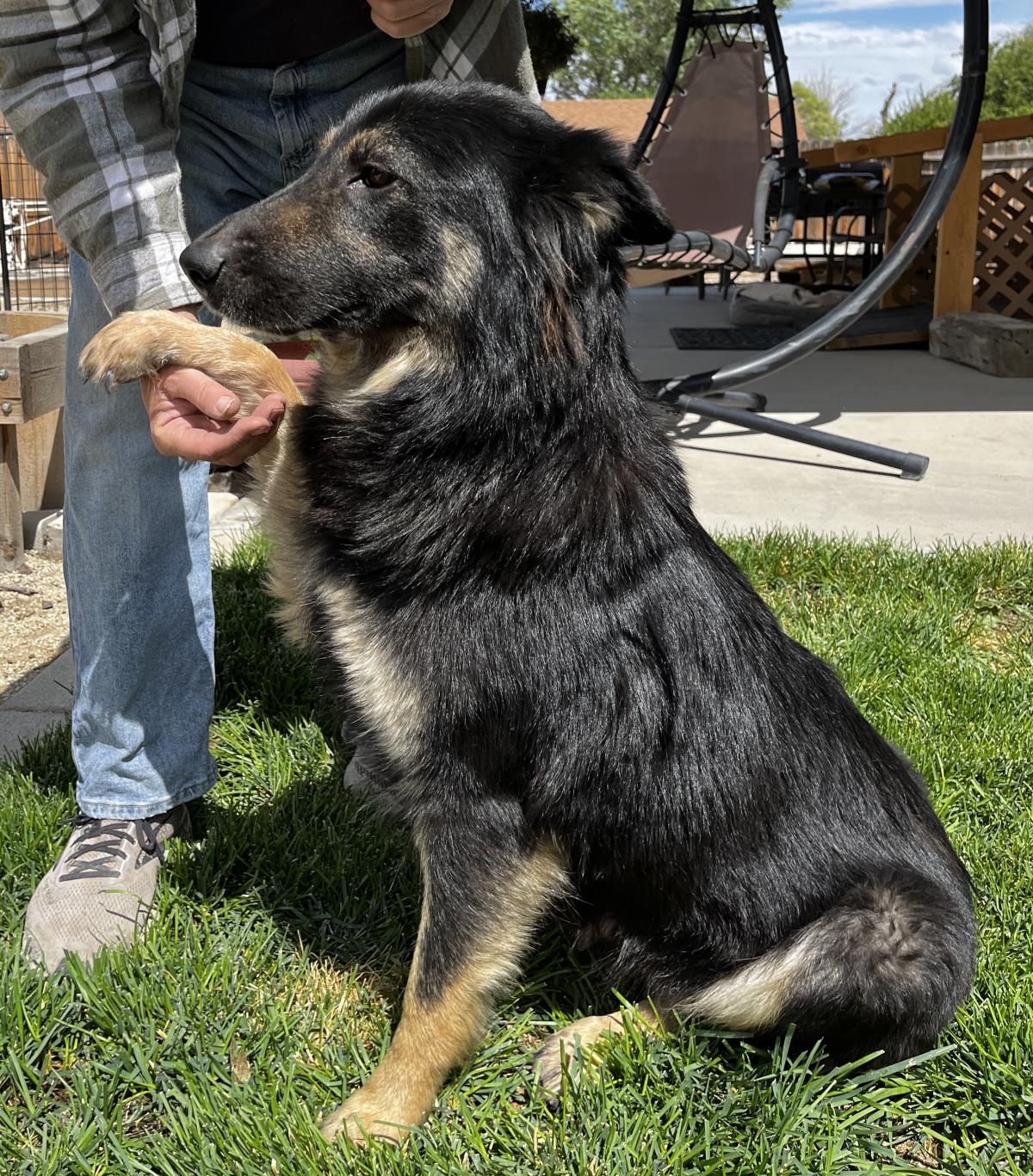 adoptable Dog in Incline Village, NV named Roxy