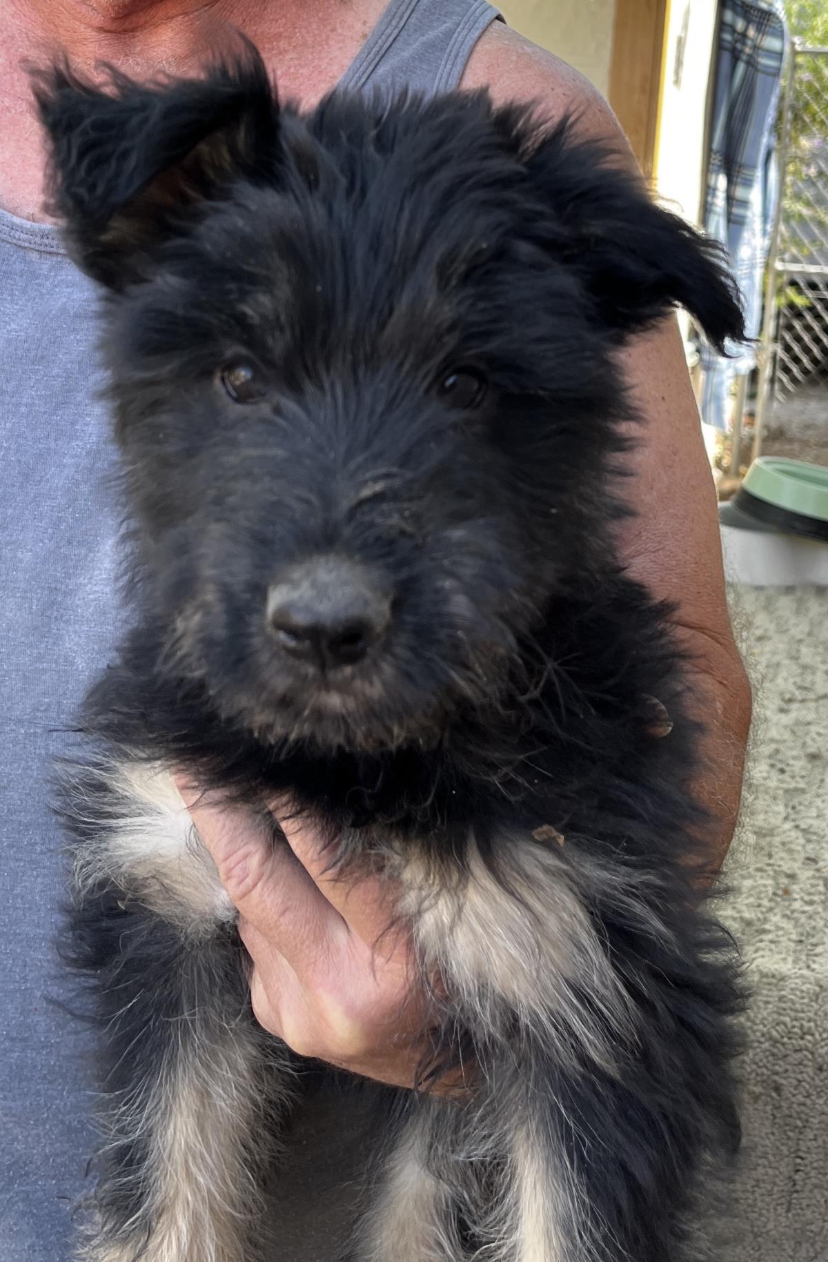 adoptable Dog in Incline Village, NV named Ruby