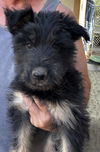 adoptable Dog in  named Ruby