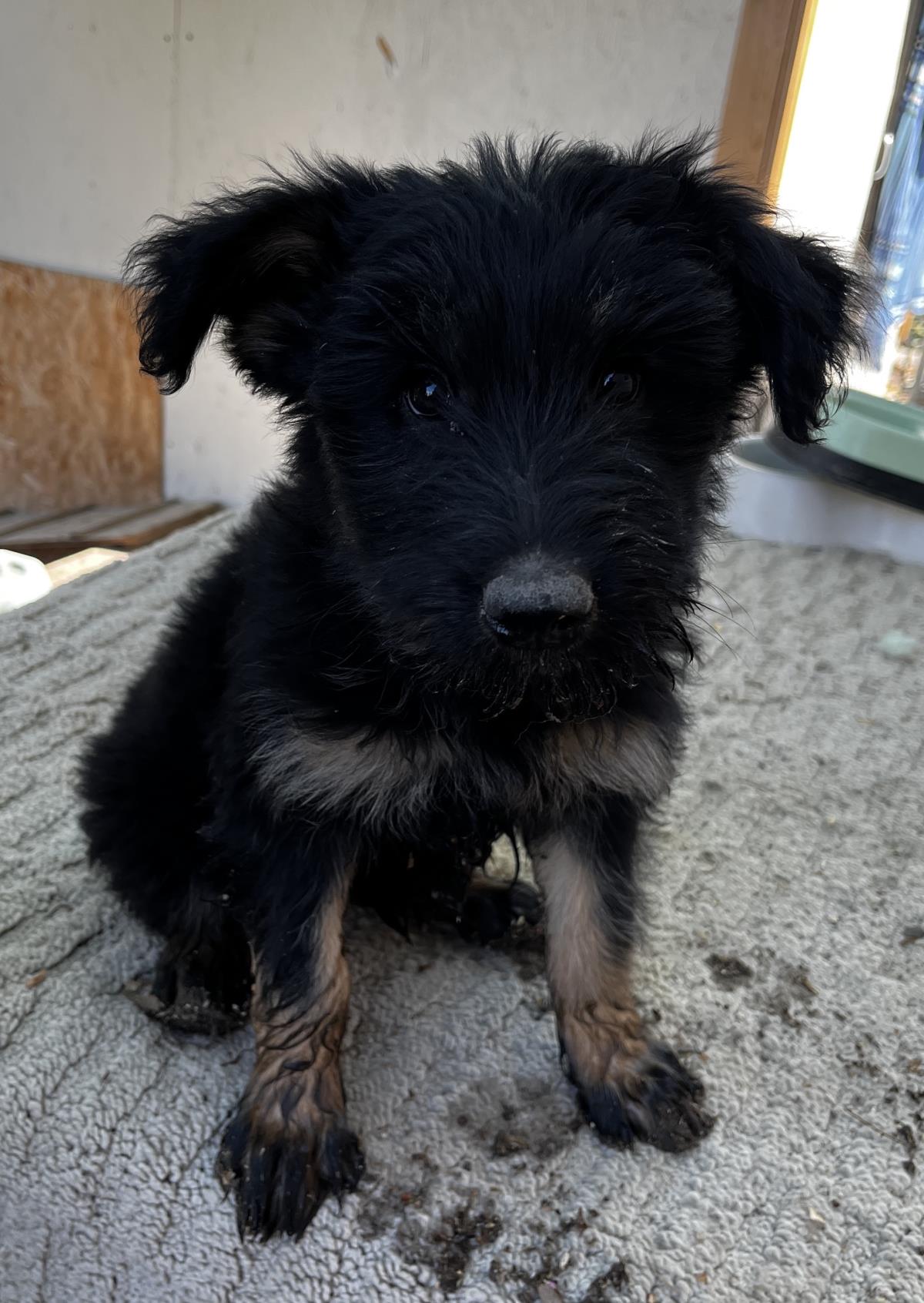 adoptable Dog in Incline Village, NV named Jade