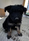 adoptable Dog in incline village, NV named Jade