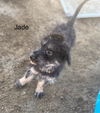 adoptable Dog in , NV named Jade