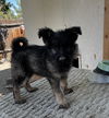 adoptable Dog in  named Opal