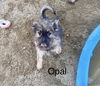 adoptable Dog in , NV named Opal