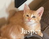 adoptable Cat in incline village, NV named Jasper