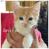 adoptable Cat in incline village, NV named Javi