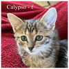 adoptable Cat in  named Calypso