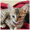 adoptable Cat in  named Callie