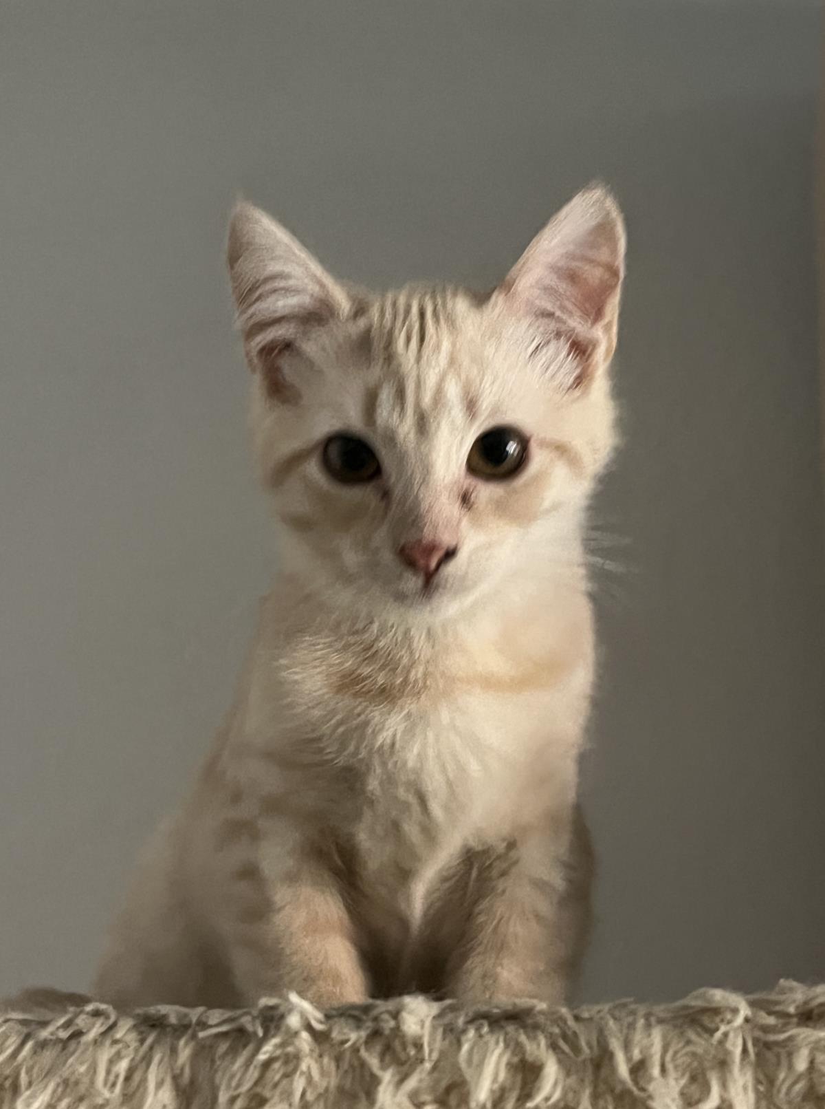 adoptable Cat in Incline Village, NV named Sixty-Six