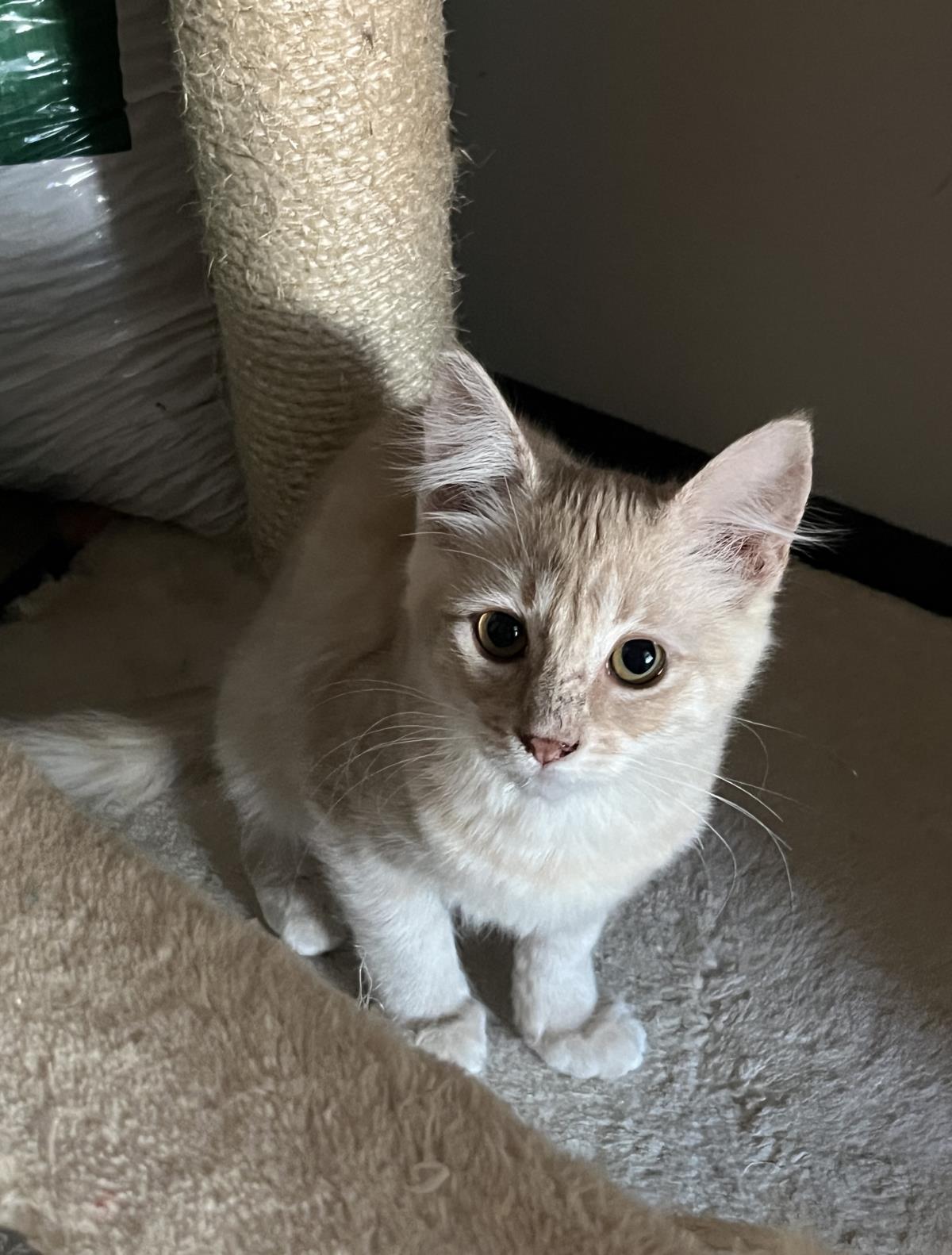 adoptable Cat in Incline Village, NV named Fiveboy