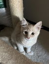 adoptable Cat in incline village, NV named Fiveboy