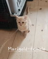 adoptable Cat in , NV named Marigold