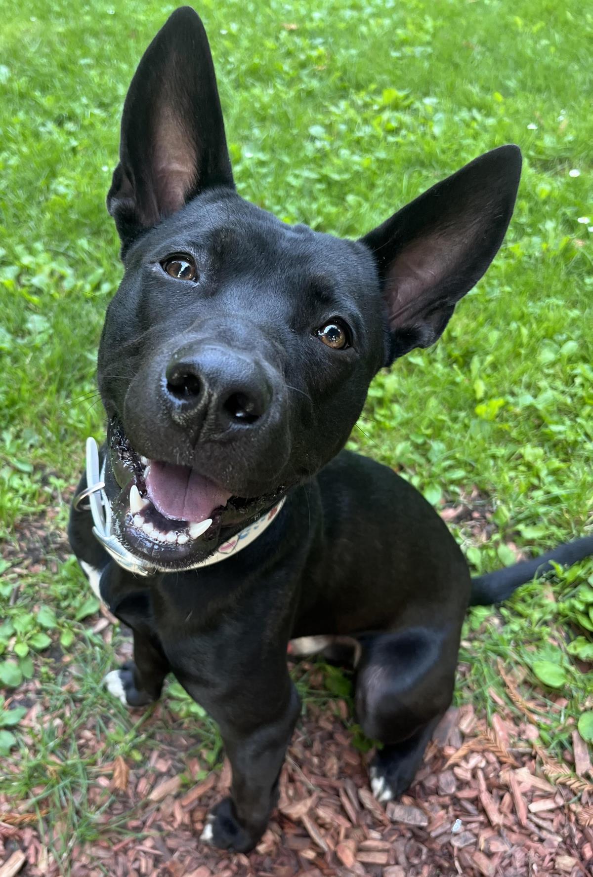 adoptable Dog in Incline Village, NV named Willie