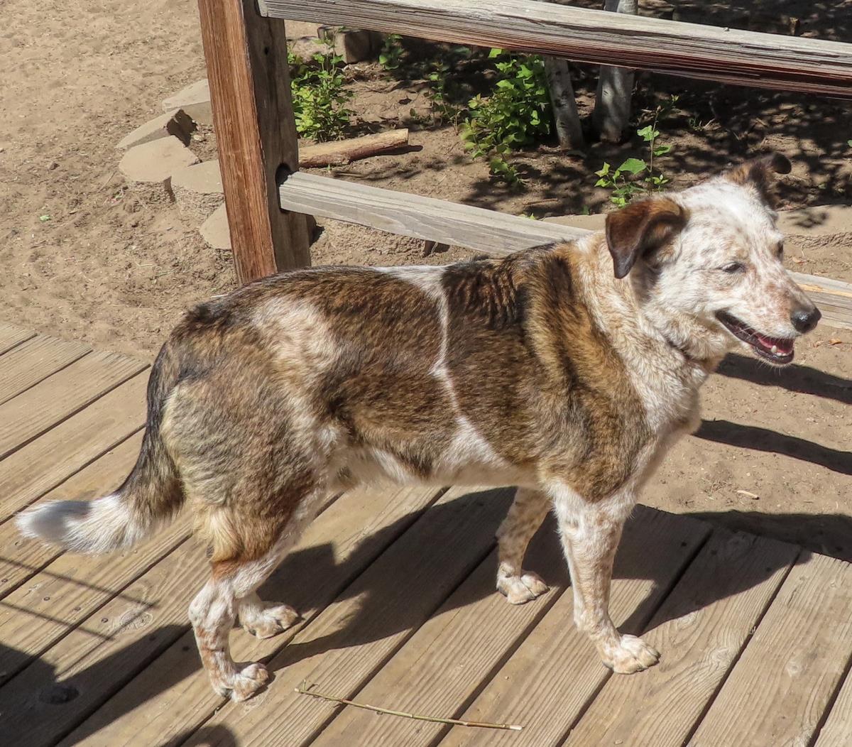 adoptable Dog in Incline Village, NV named Little Dude