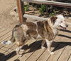 adoptable Dog in incline village, NV named Little Dude