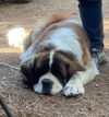 adoptable Dog in  named Miles