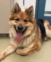 adoptable Dog in , NV named Azalon