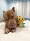 adoptable Dog in  named Larissa