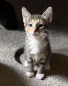 adoptable Cat in  named Buffy
