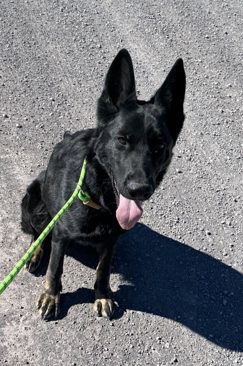 LEVI - German Shepherd Dog available for adoption