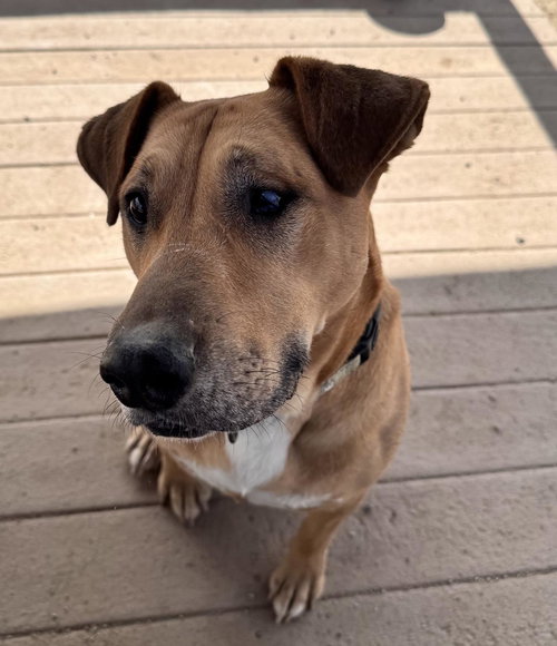 picture of the dog needing adoption