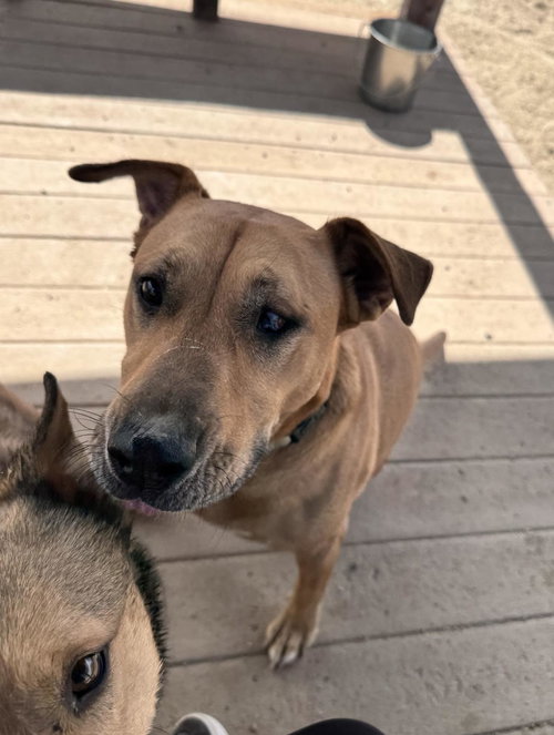 REBA - Labrador Retriever / Pit Bull Terrier available for adoption
