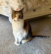 Kitty - Photo 1