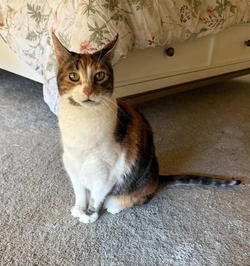 picture of the cat needing adoption