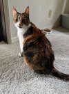 Kitty - Photo 2