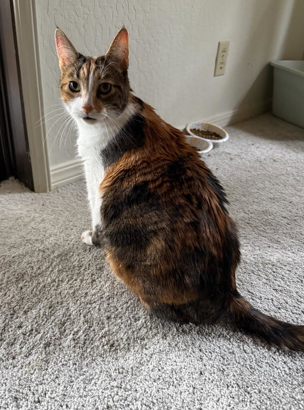 Kitty