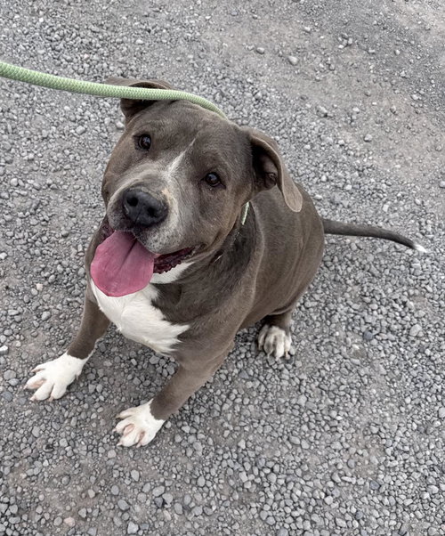 BLAZER - Pit Bull Terrier available for adoption
