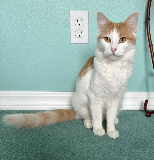picture of the cat needing adoption