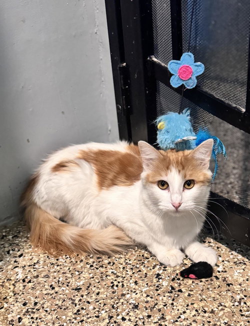 CARDI B - Tabby available for adoption