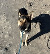 Finn - Photo 1