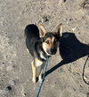 Finn - Photo 2