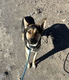 Finn - Photo 3