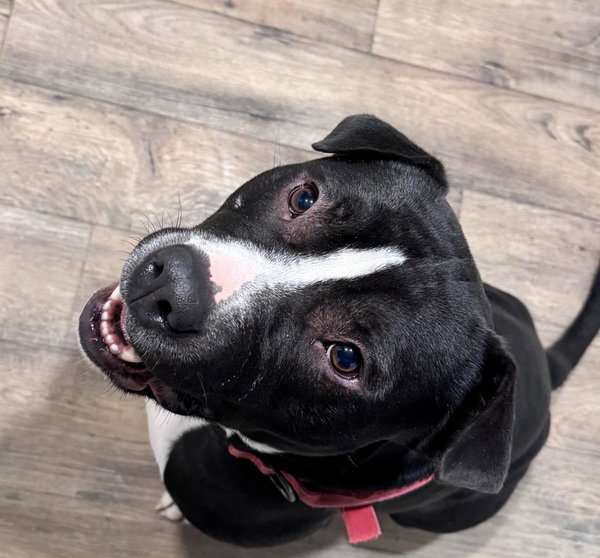 Arlo