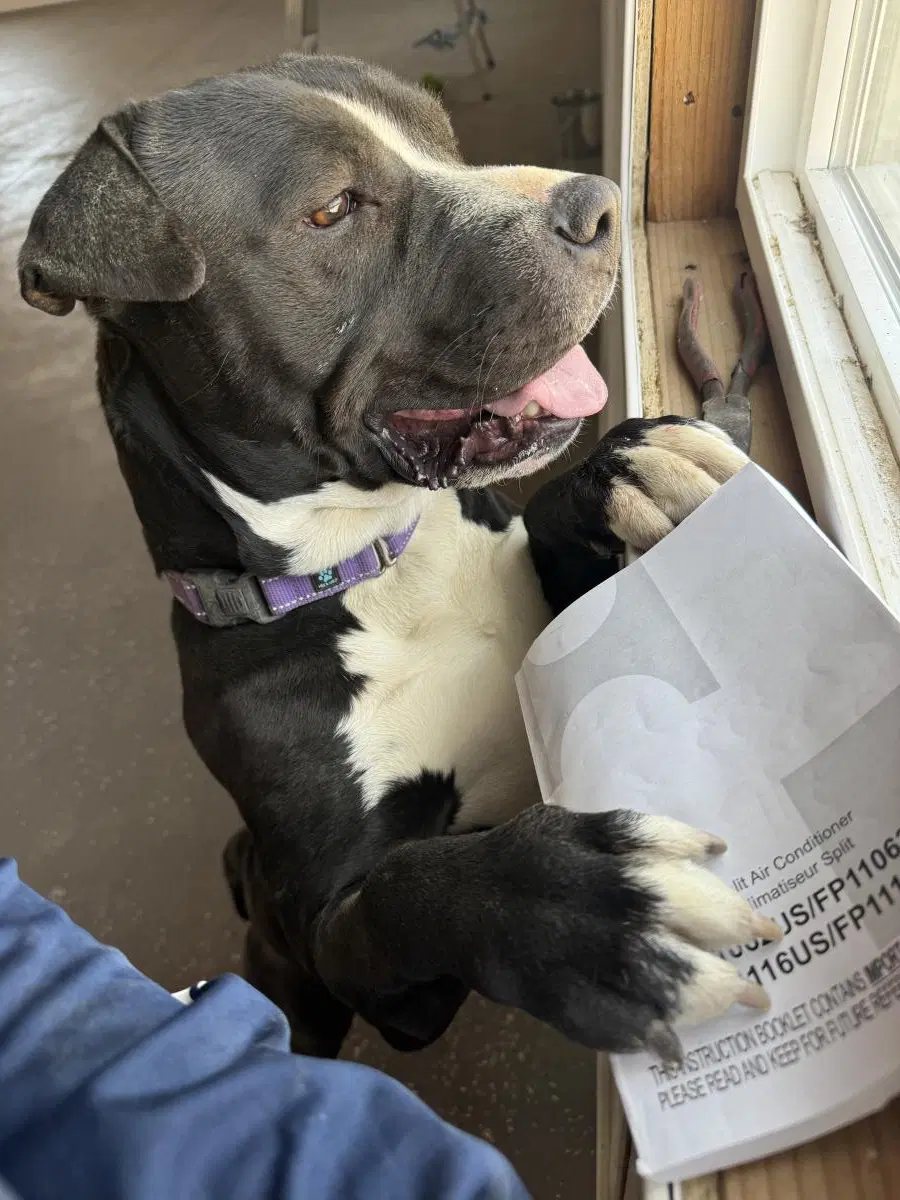 Arlo - Pit Bull Terrier