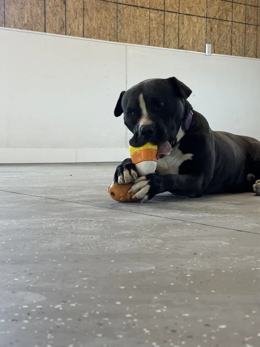 Arlo image 2