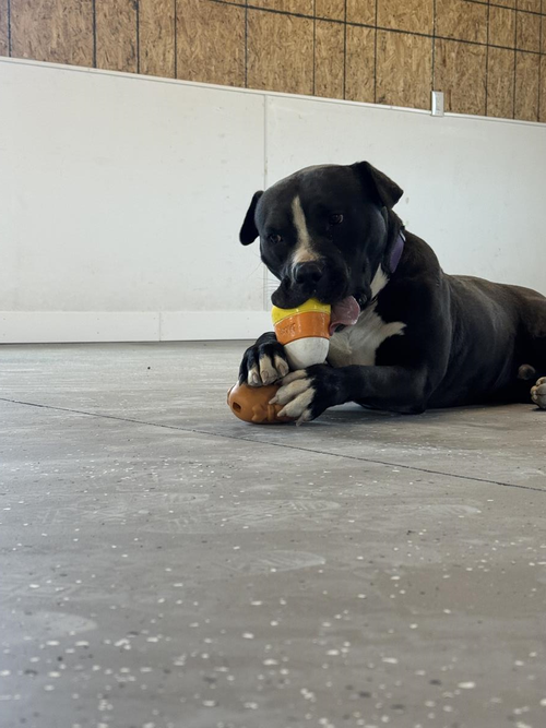 ARLO - Pit Bull Terrier available for adoption