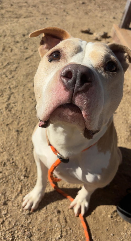 picture of the dog needing adoption
