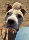 Hank - Photo 2